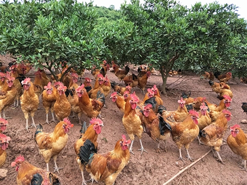 土雞和飼料雞在外觀上可以怎樣辨別？